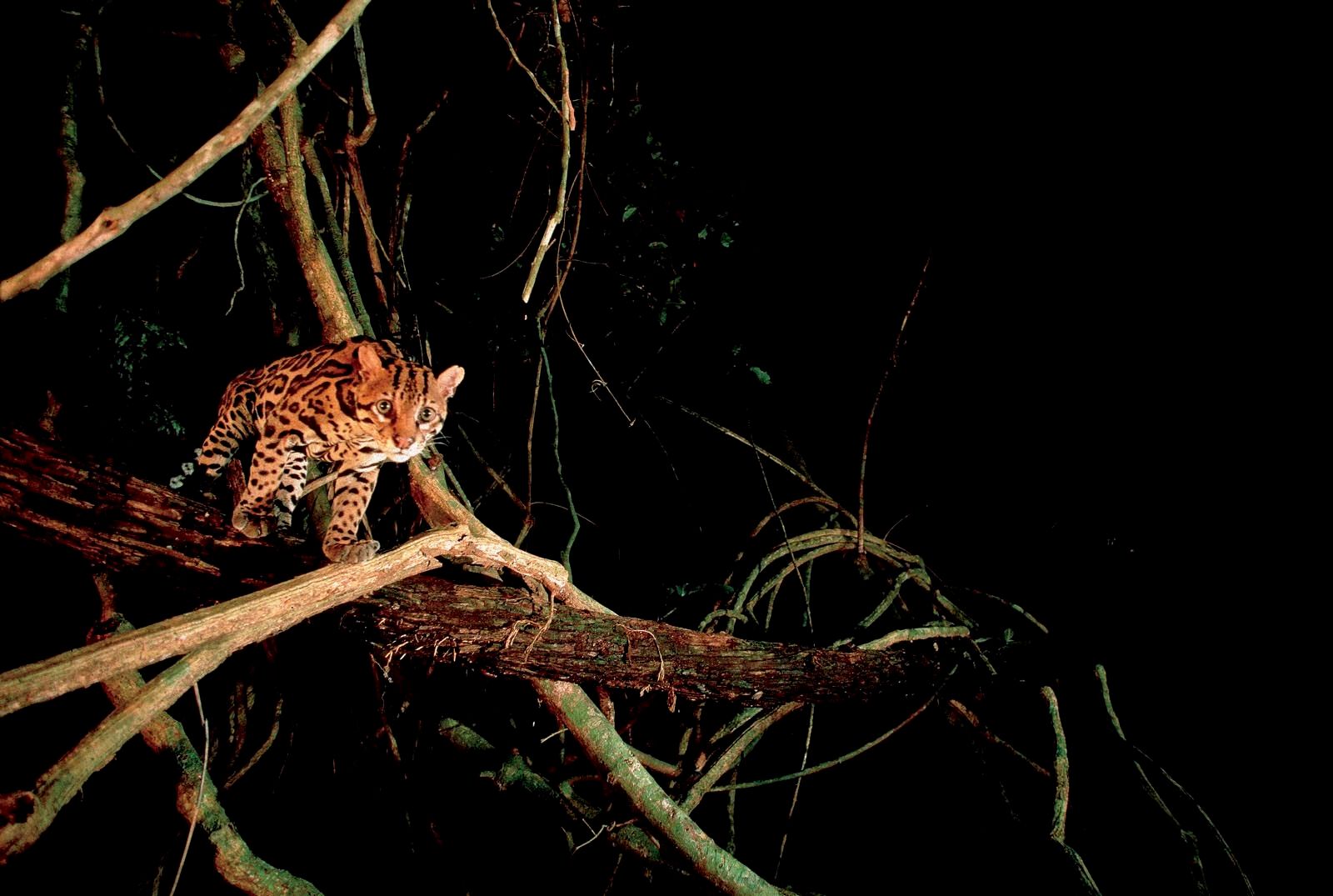1r29_130_ocelot_looking_of_liana_41b