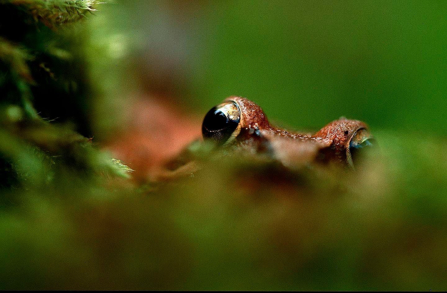 1r13_frog_peeking