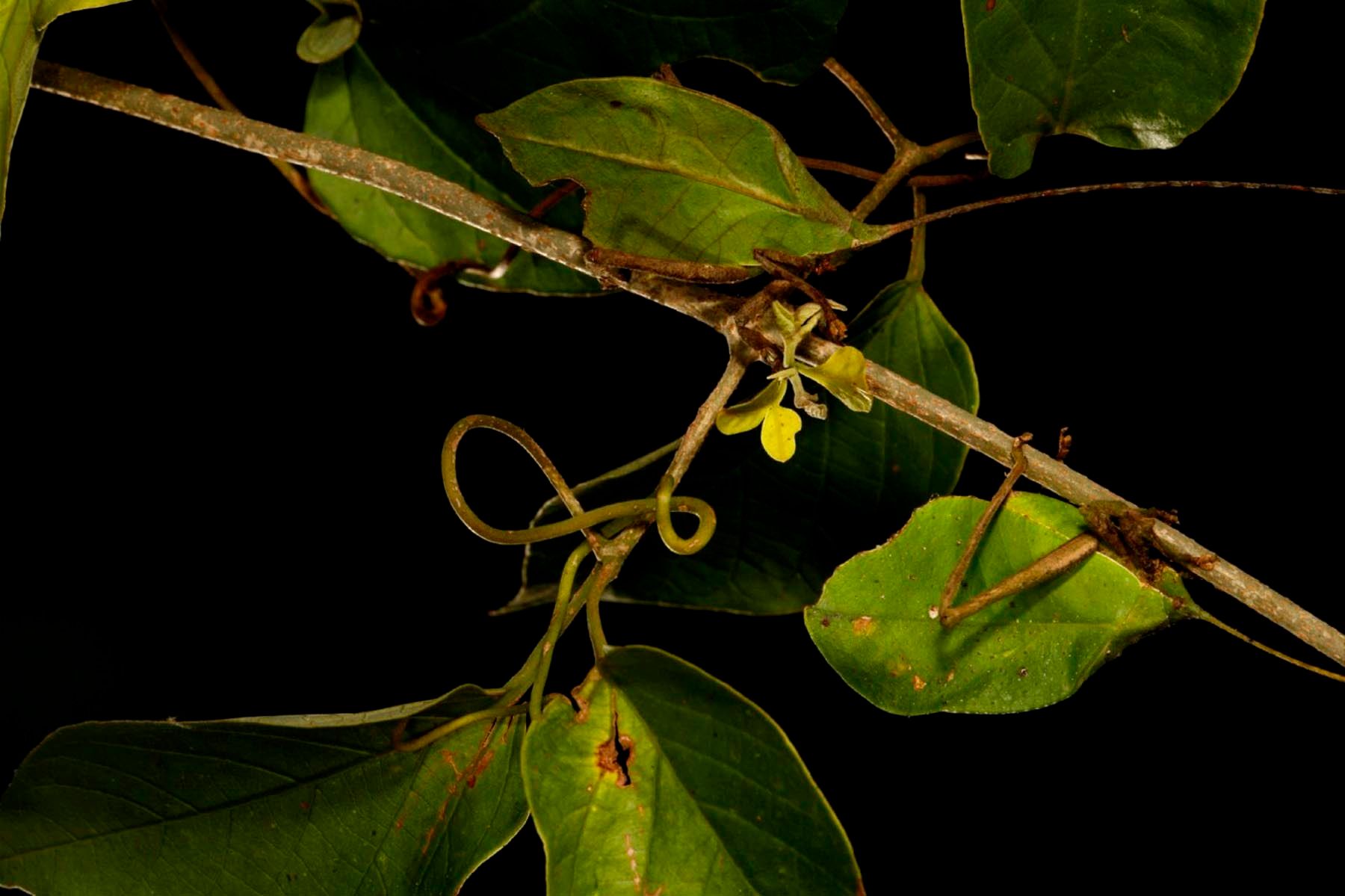 1r12_ziegler_christian12