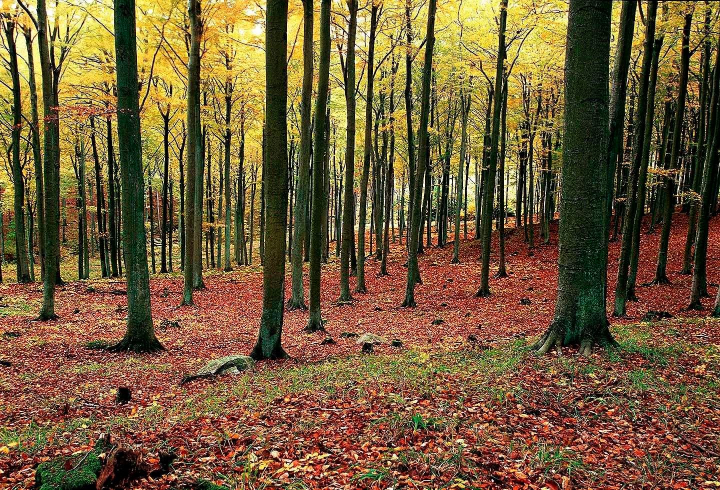1r16_autumn_forest_view