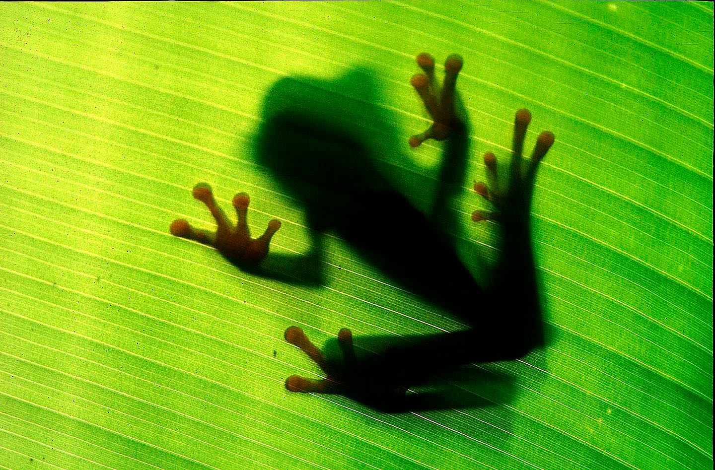 1r24_frog_shadow