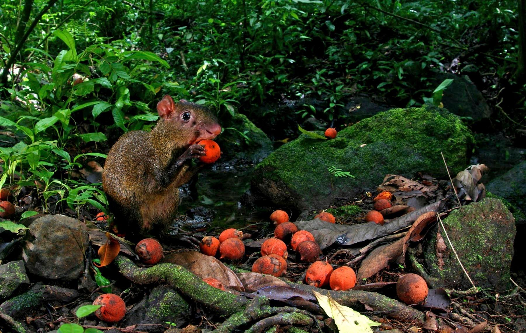 1r28_czagouti_with_fruit_ziegler_crop_copy