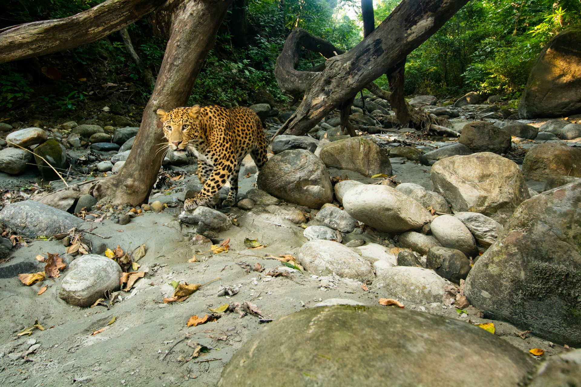 2Dec-35-17-22-DSC_4682-2 copy-2.jpg