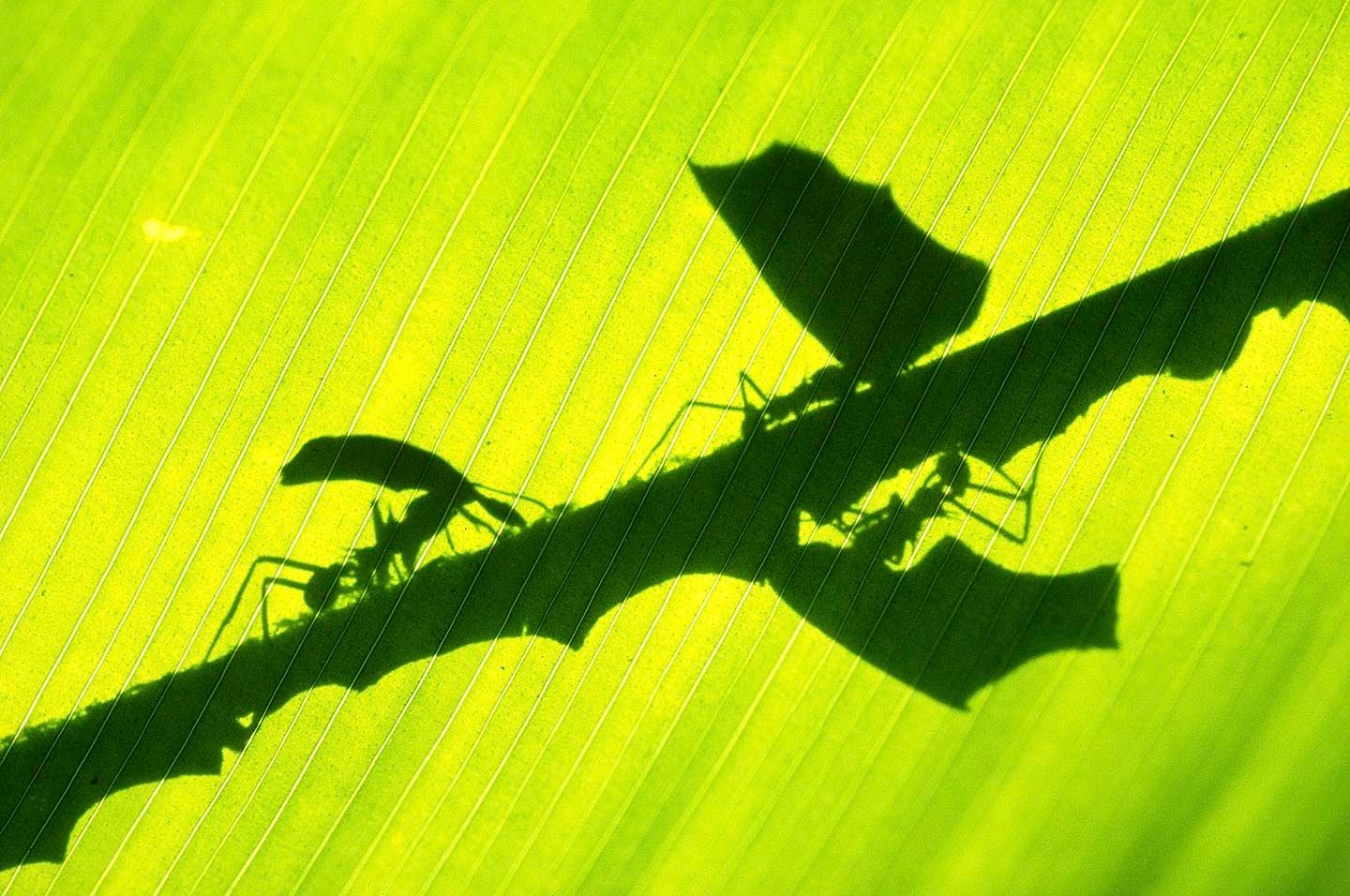 A Magic Web - the forest of Barro Colorado Island