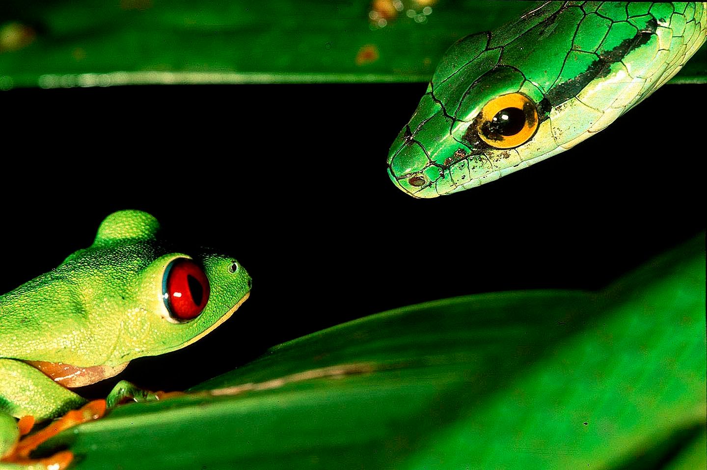 108_parrot_snake_approaches_fro