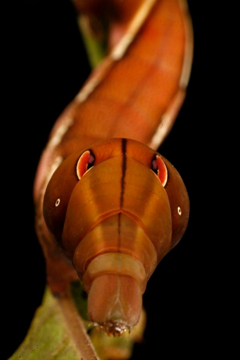 1r27_ziegler_christian27