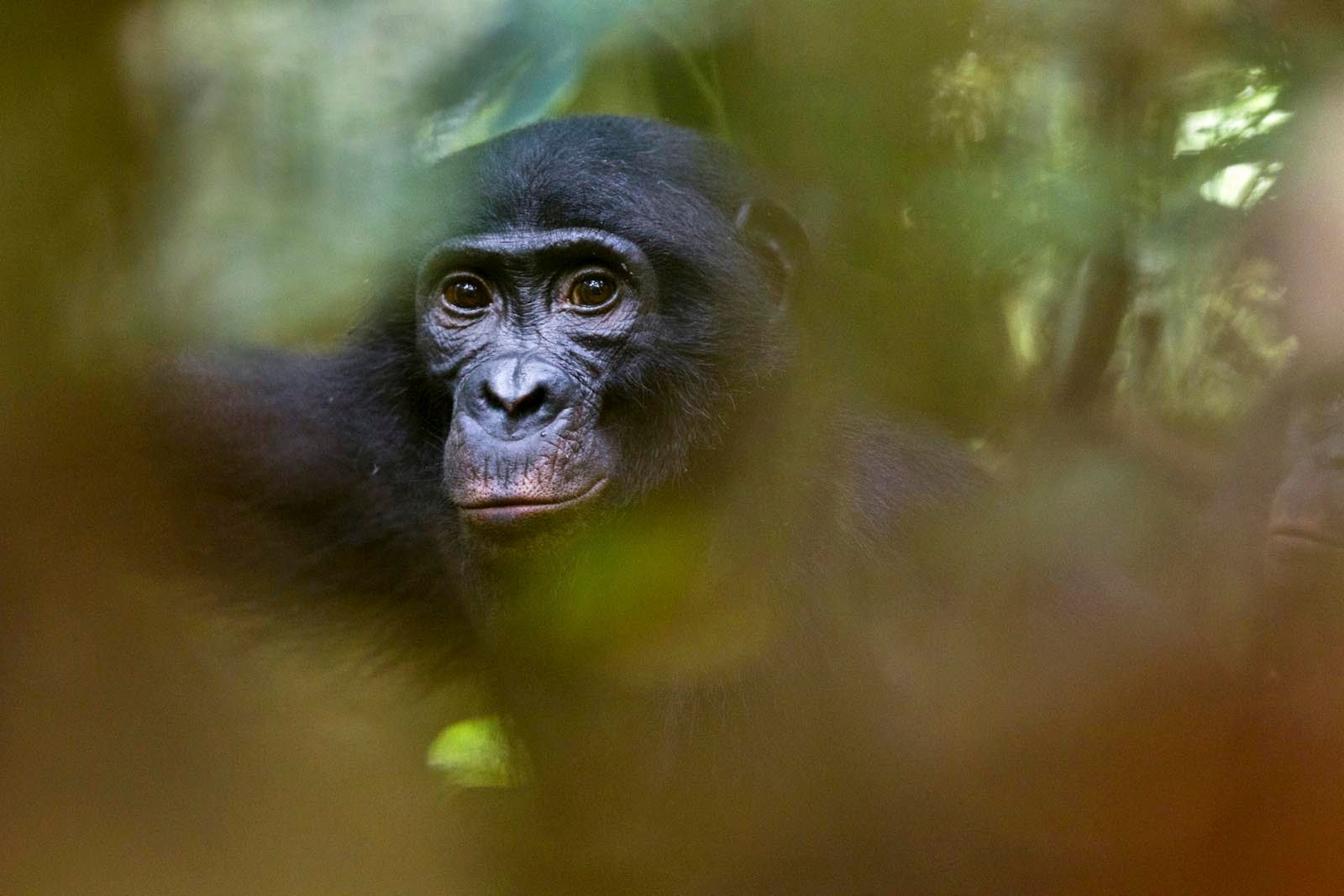 Bonobo portrait