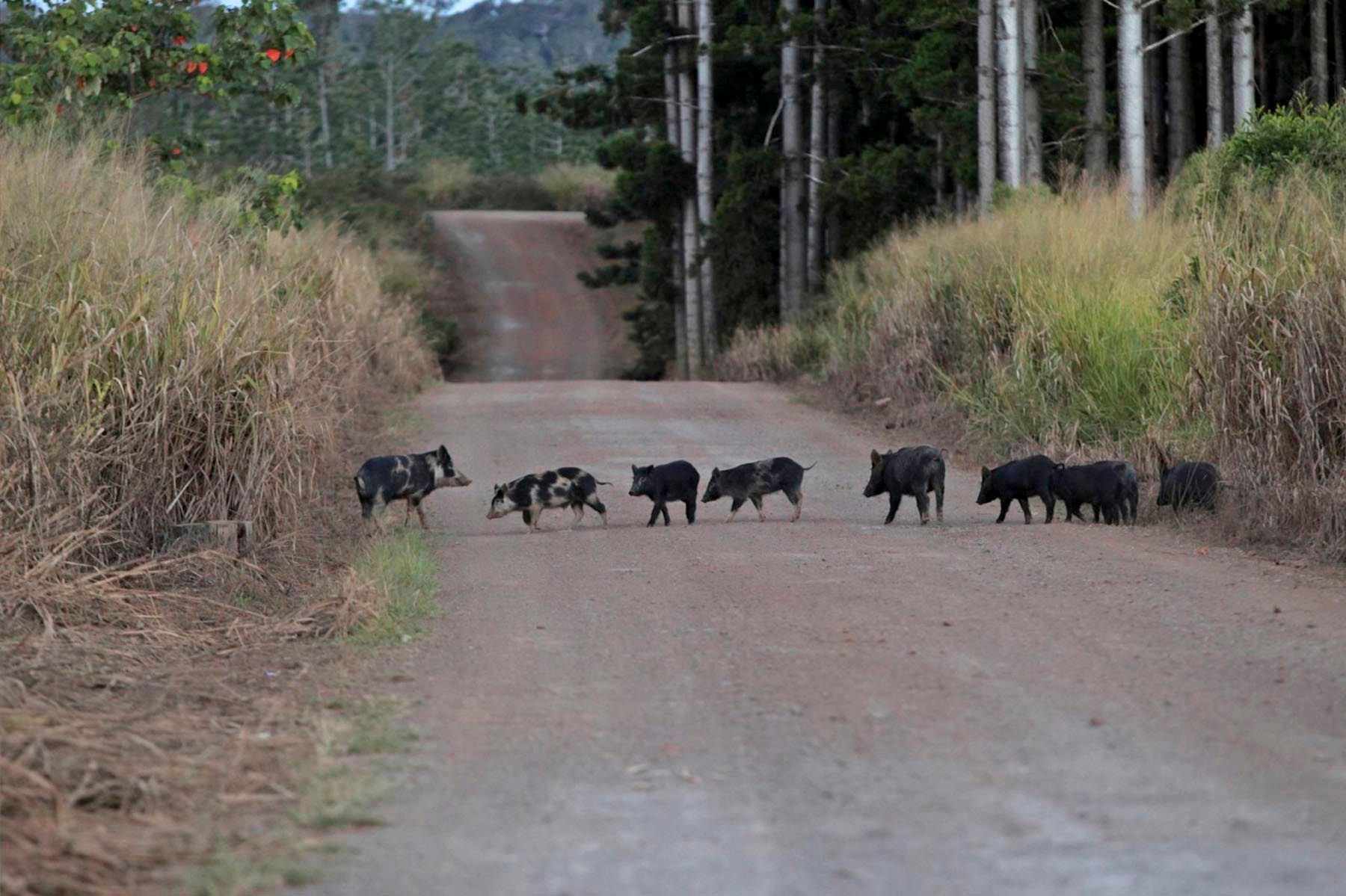 1r52_mm7817_120612_25059