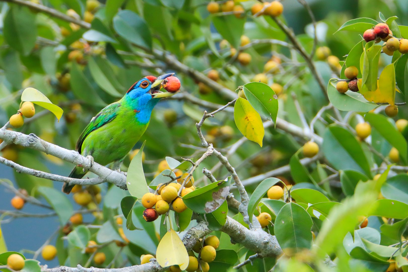 29-AH2I9890 copy-2.jpg