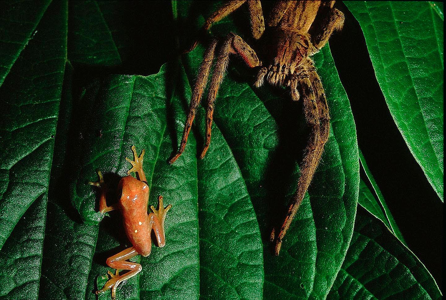 1r21_spider_and_froglet