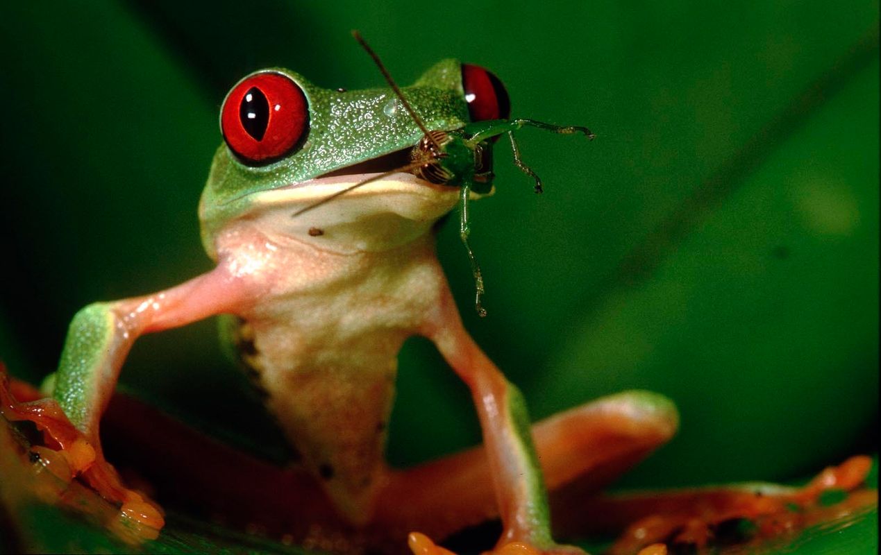 Red-eyed Tree Frogs - Ziegler Photojournalist