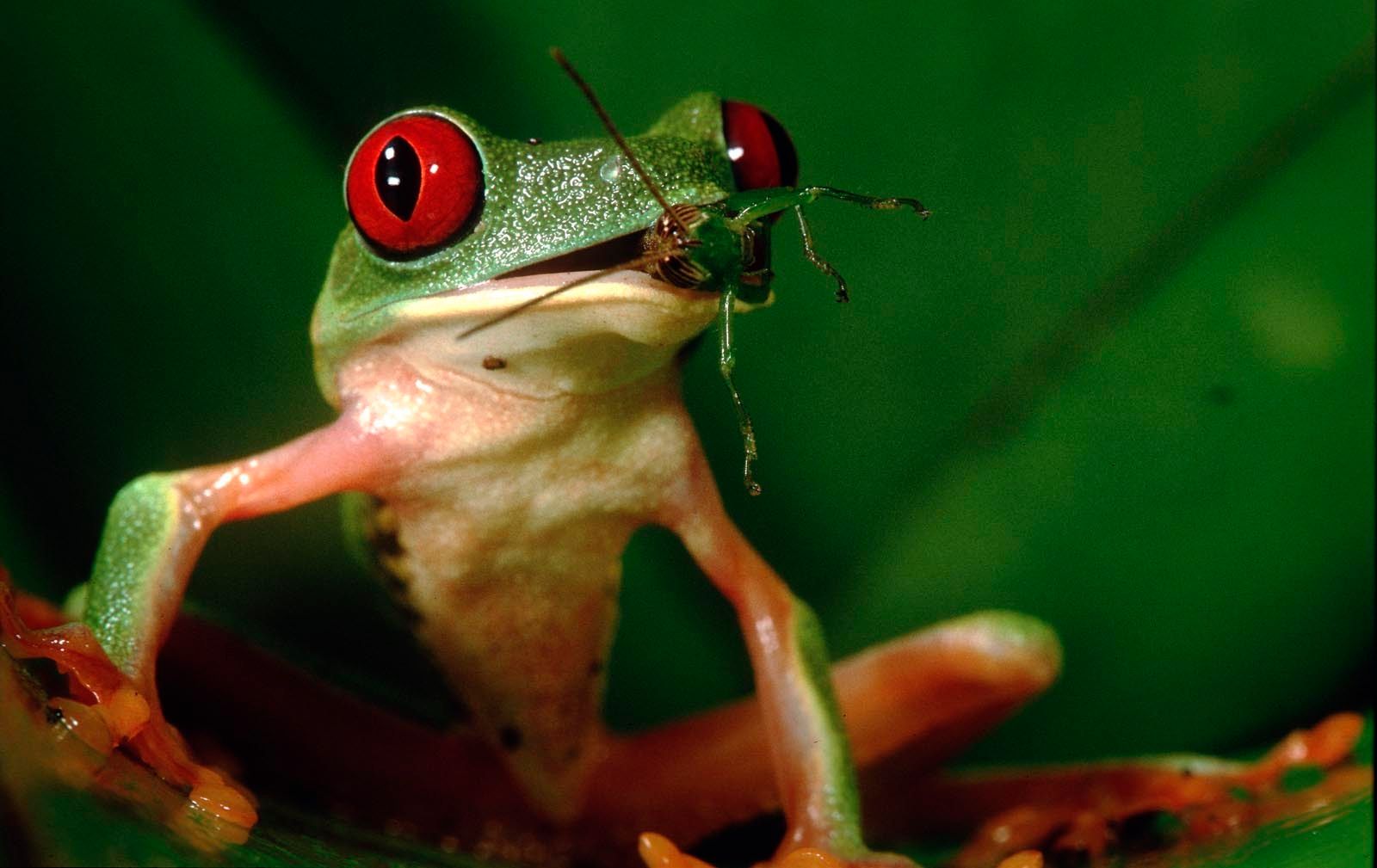 Redeyed Tree Frogs Christian Ziegler Photojournalist