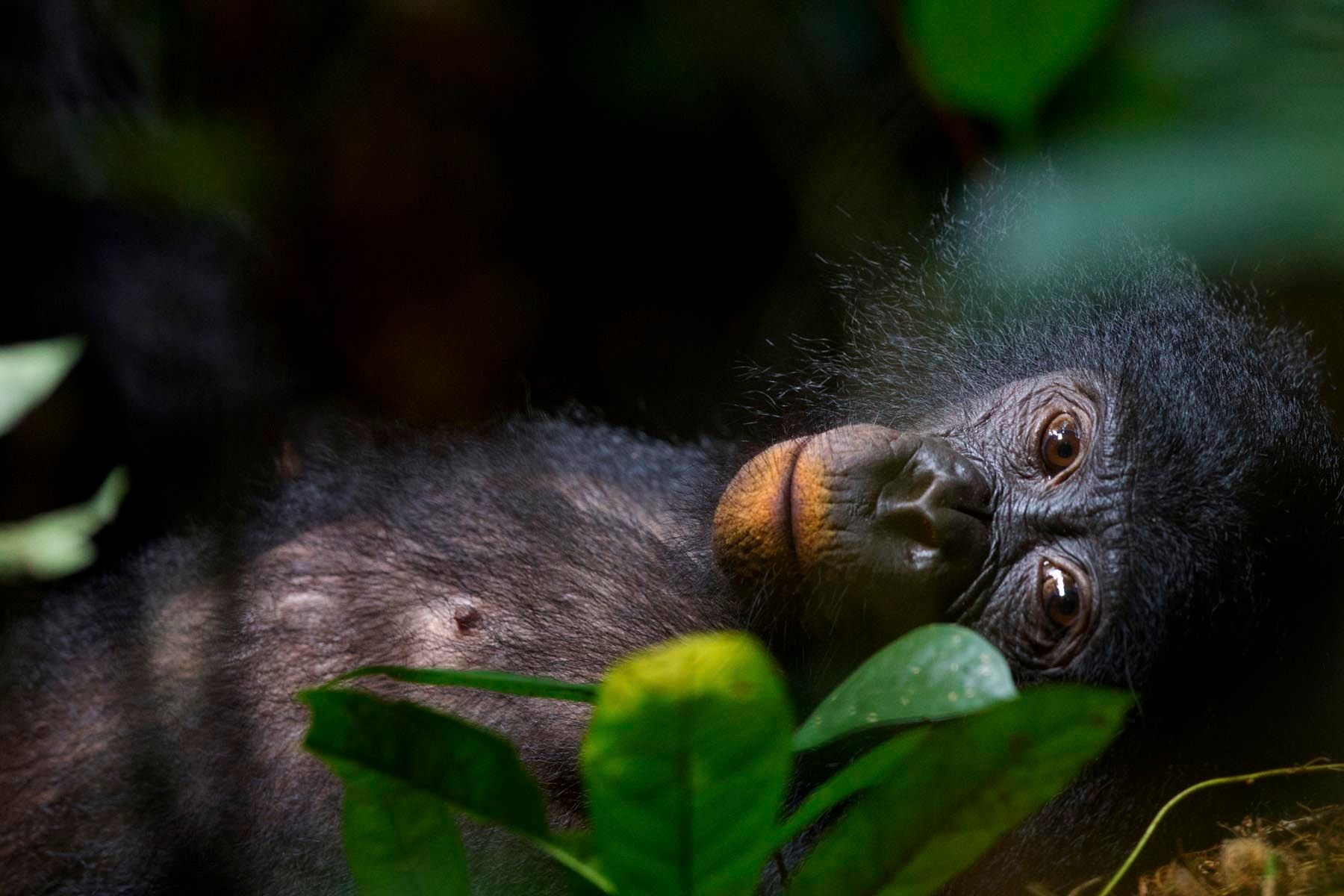 Bonobos - our unknown cousins