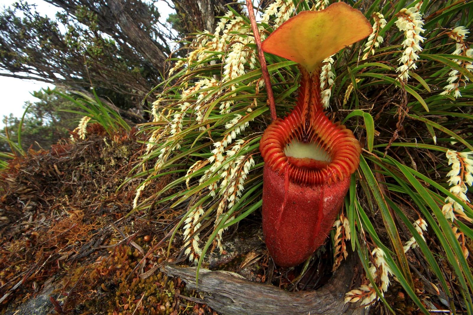 Vegetables with an Appetite – Carnivorous Plants of the world