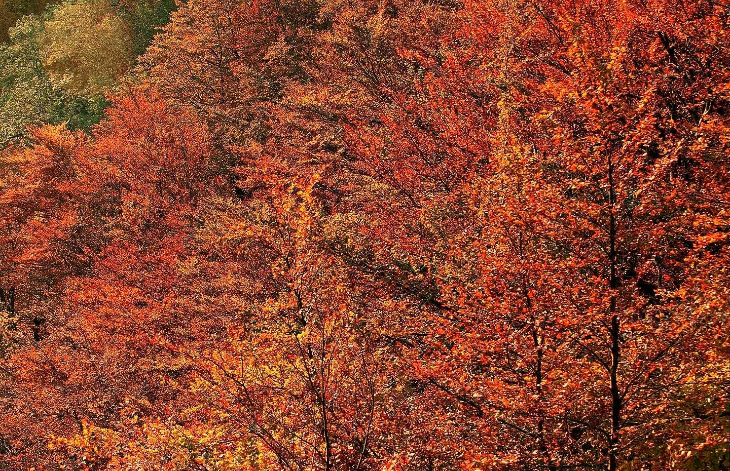 1r18_burning_forest_leaves