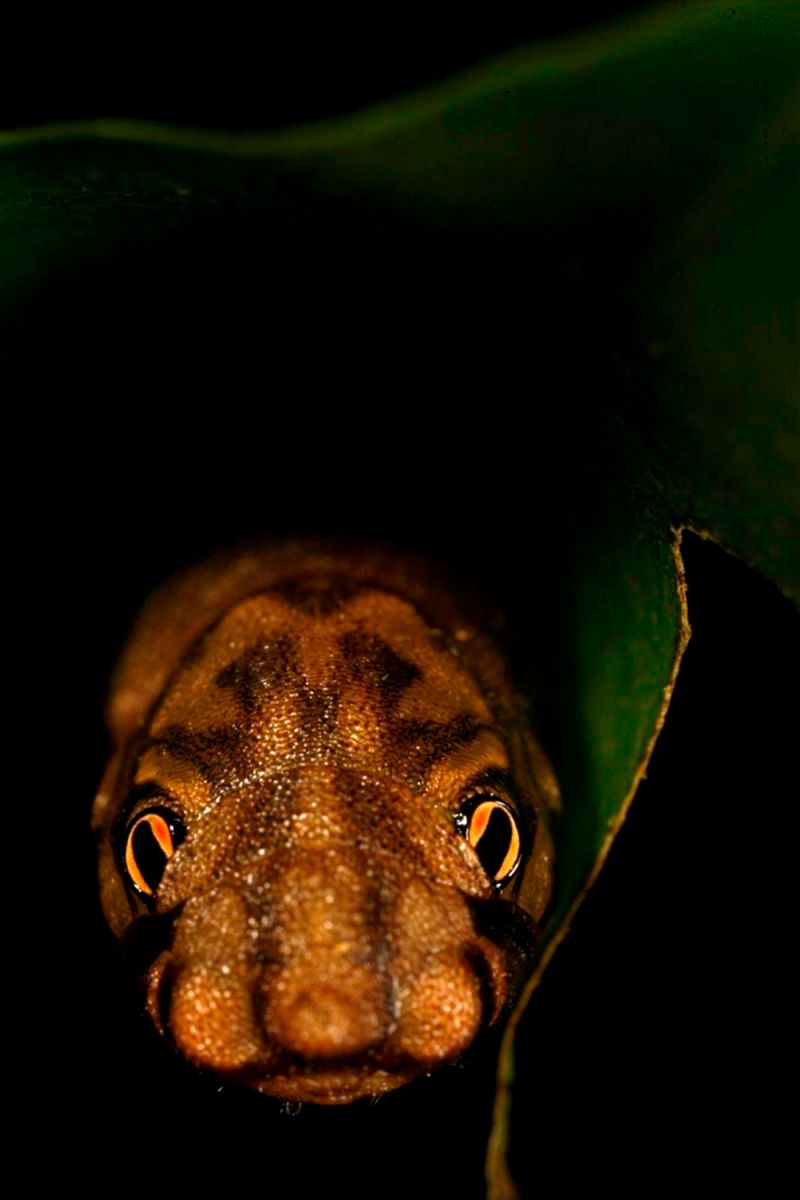 1r29_ziegler_christian29