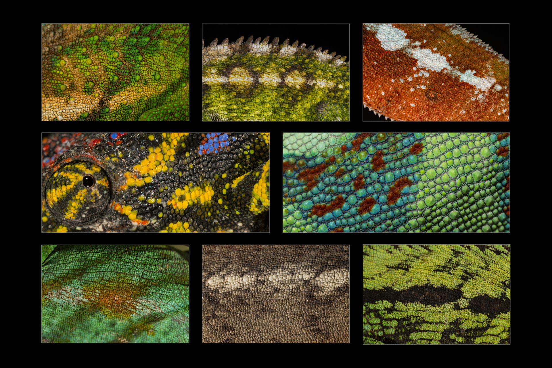 23_chameleons skin grid 2_.jpg