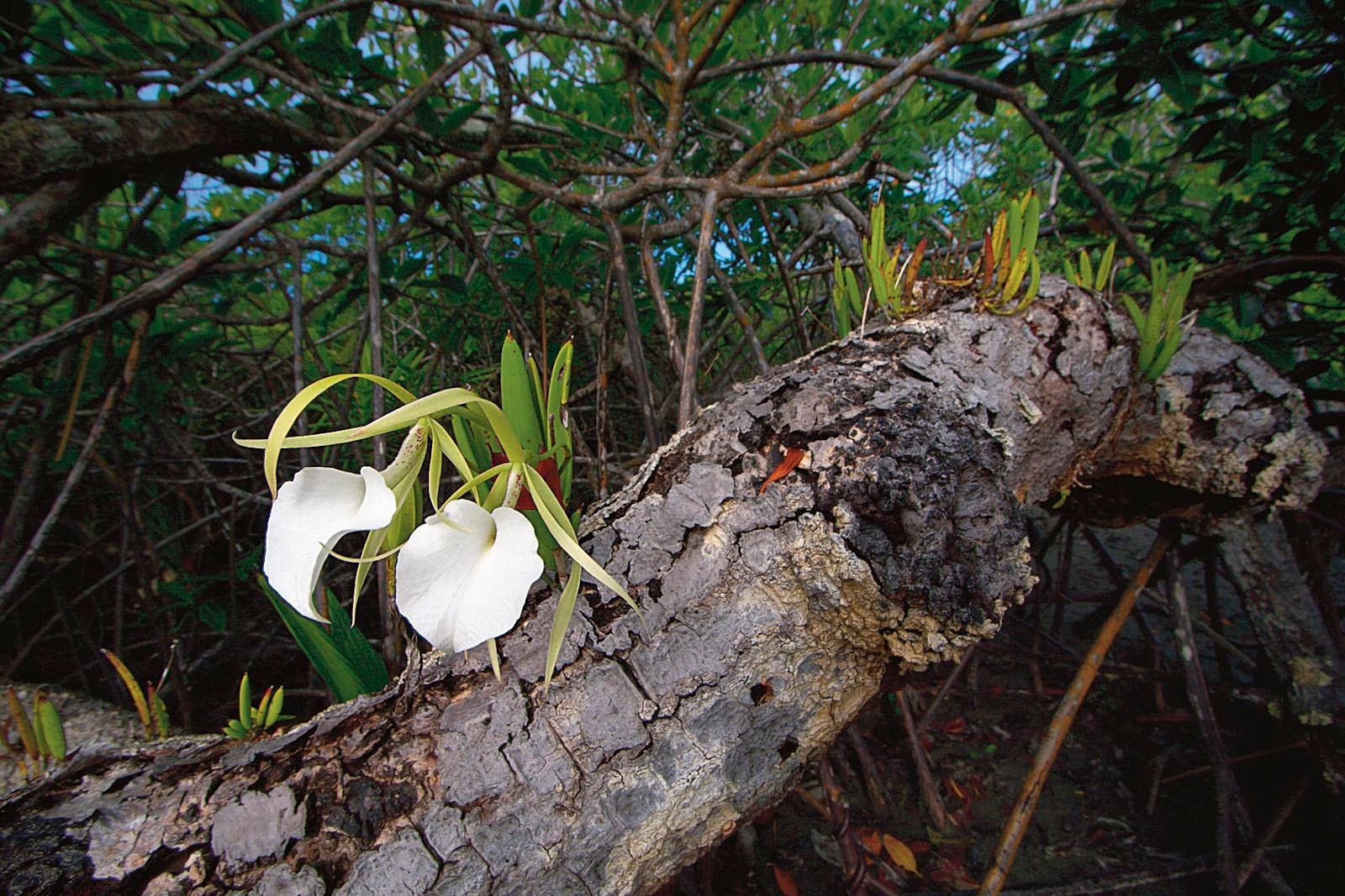 1mm7607s_060109_16508r2