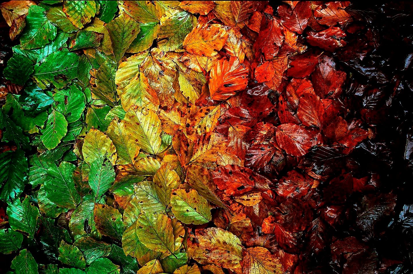 1r15_autumn_leaf_gradient