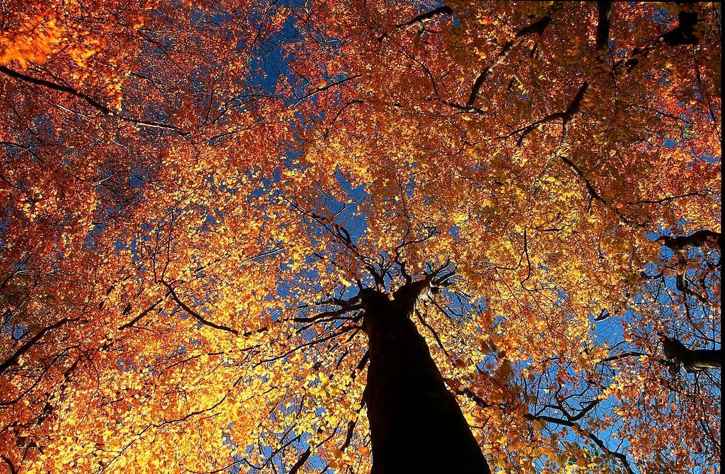 1r17_autum_look_up_single_tree