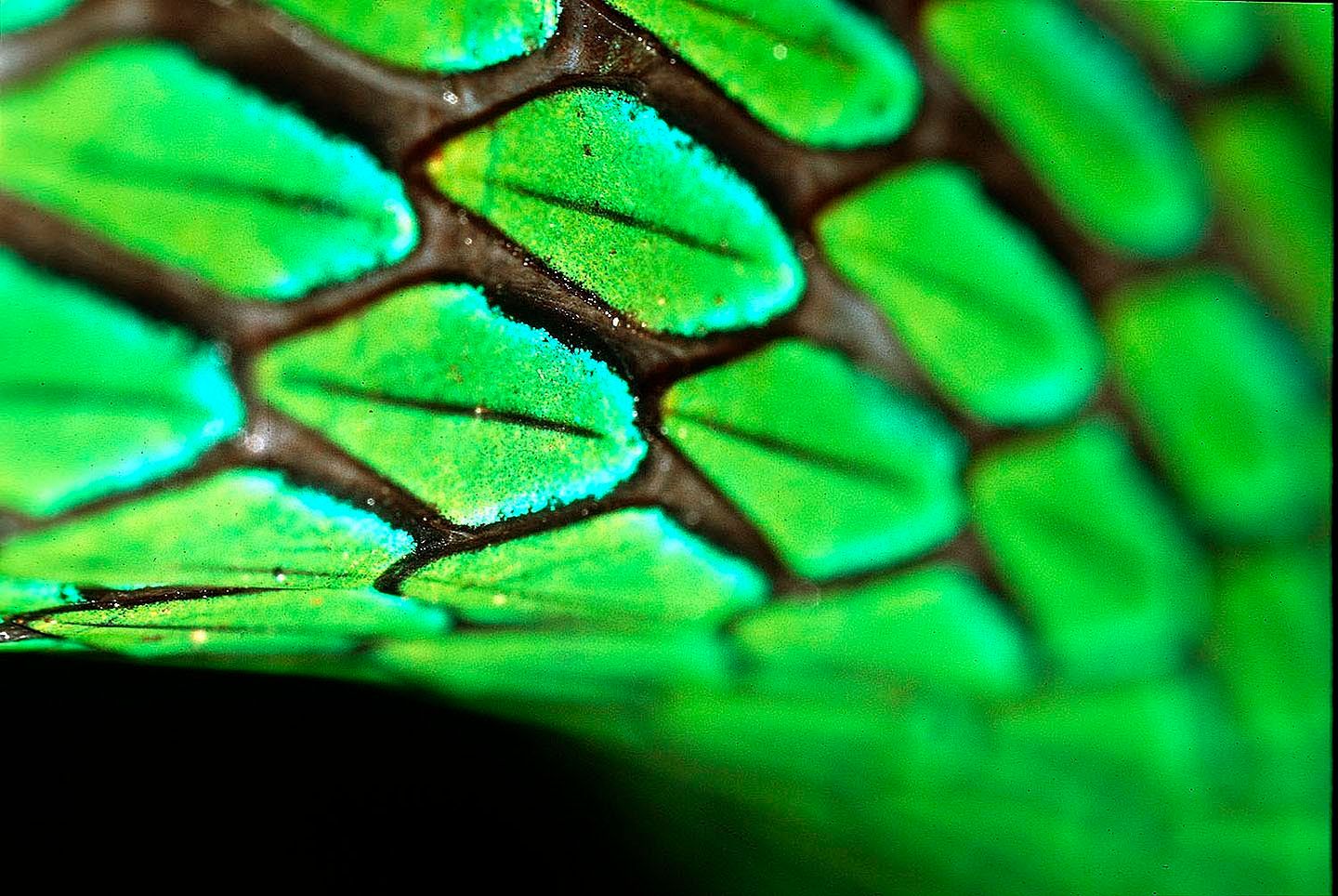 Red-eyed Tree Frogs - Christian Ziegler - Photojournalist