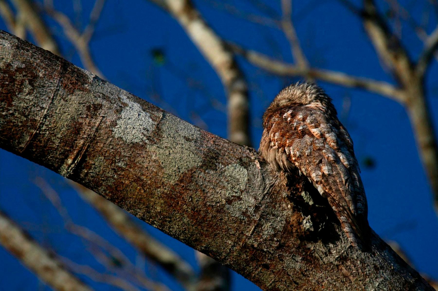 1r19_ziegler_christian19