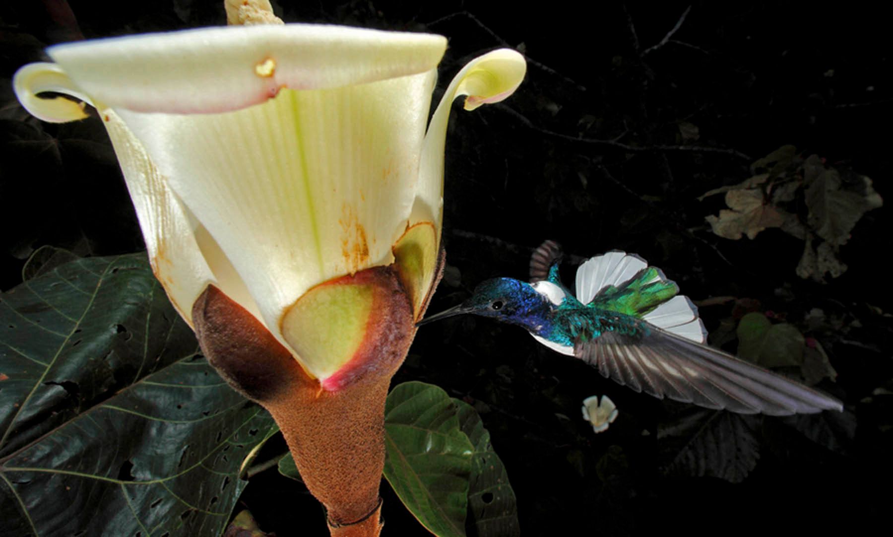 1cz_hummer_wide_mg_1321cs