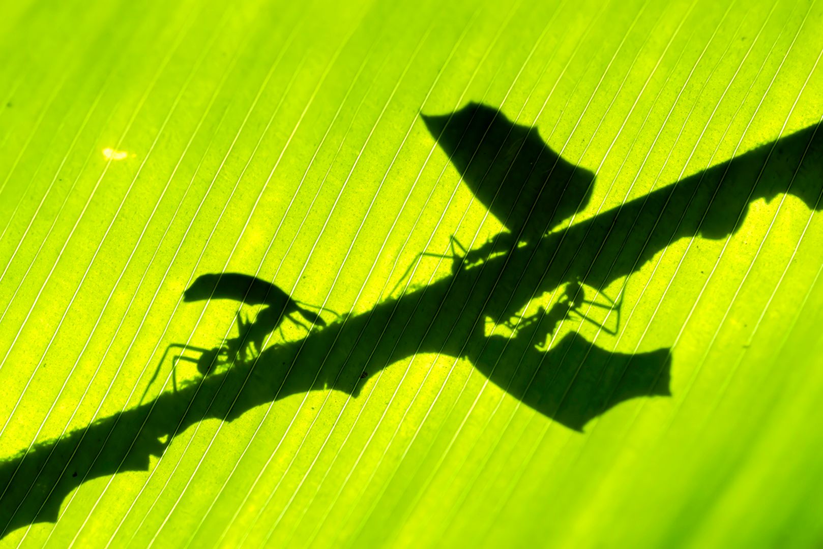 011_leaf cutter fullsize-t-2.jpg