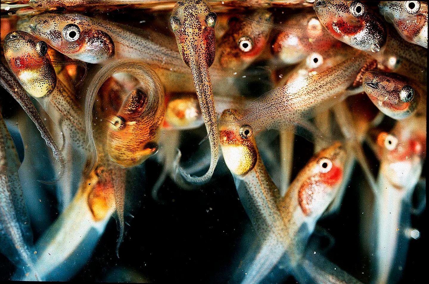 1r18_many_tadpoles