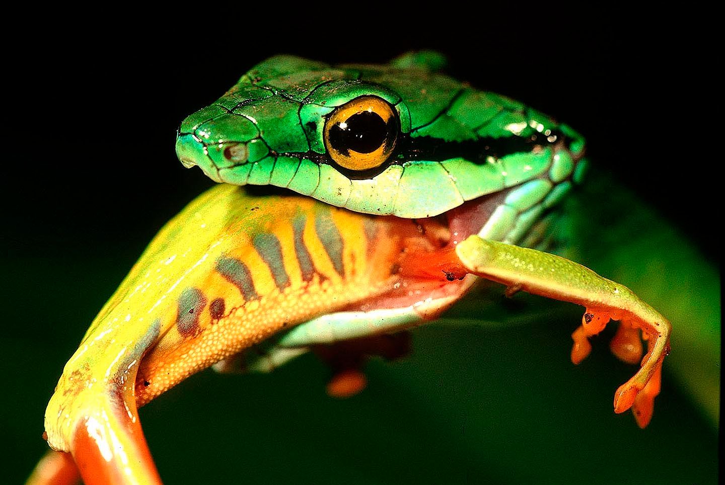 109_snake_swallows_frog