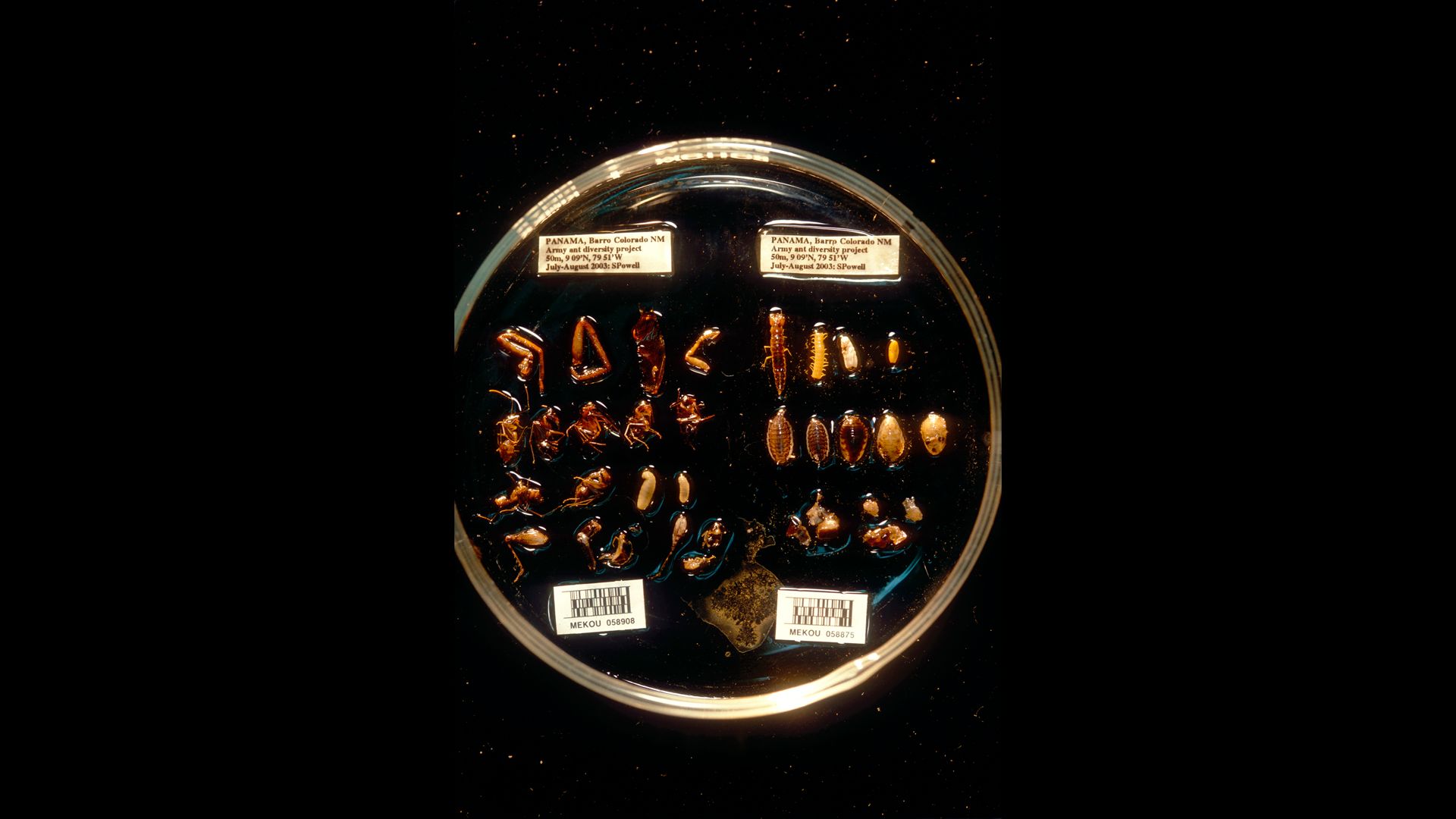 armyant-food CZ_S_PA08_0328 16-9_-2.jpg