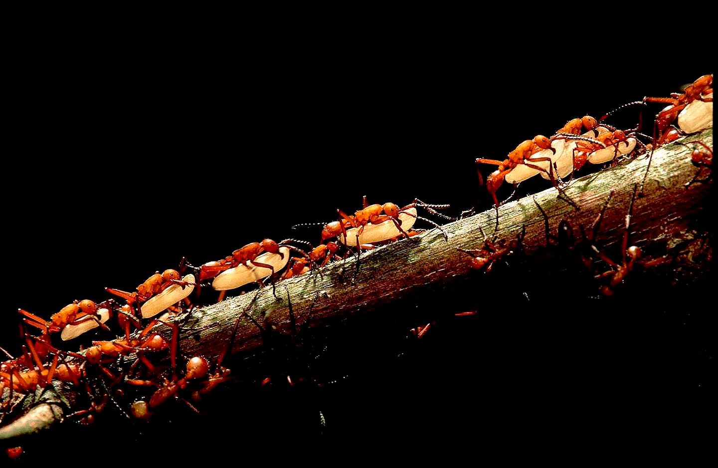 1r13_hamatum_pupal_transport