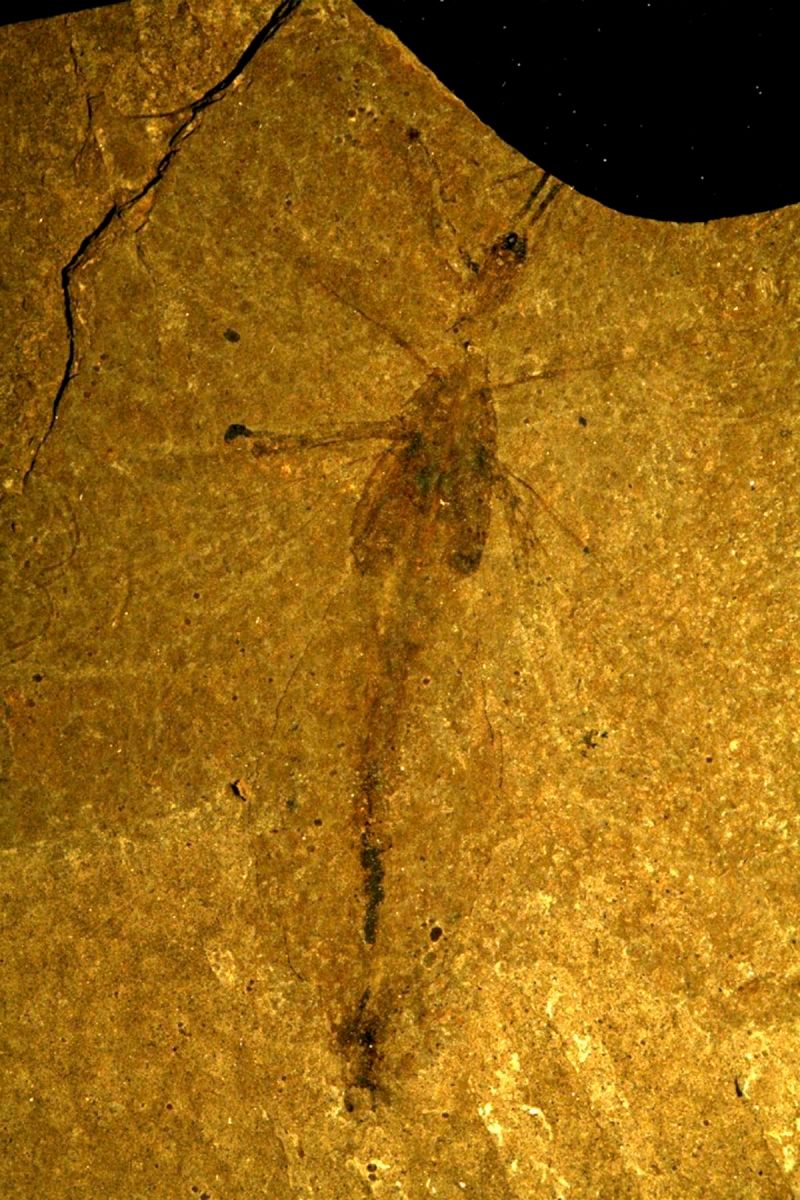 1r18_ziegler_christian18