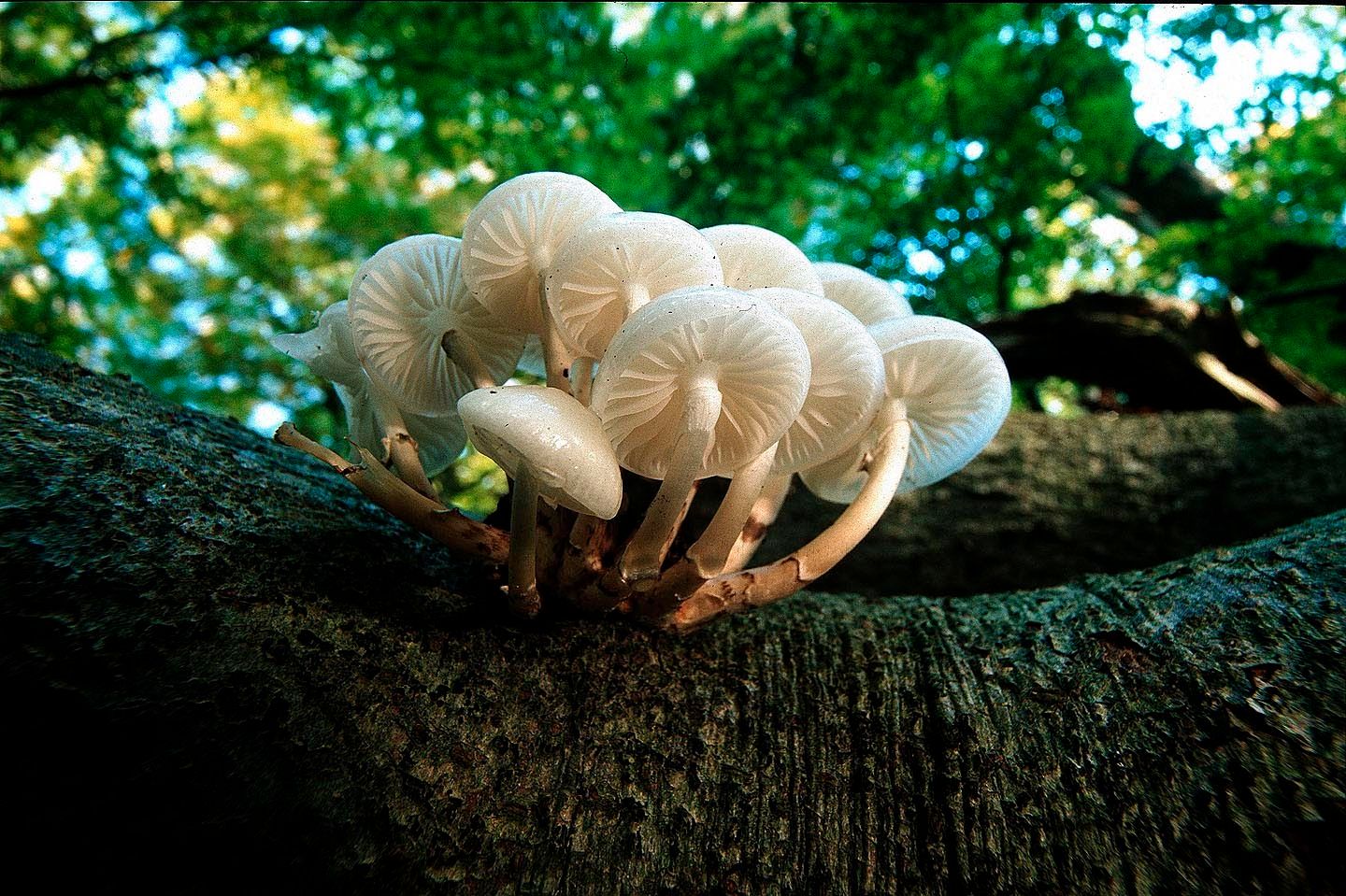 1r14_white_tree_fungus