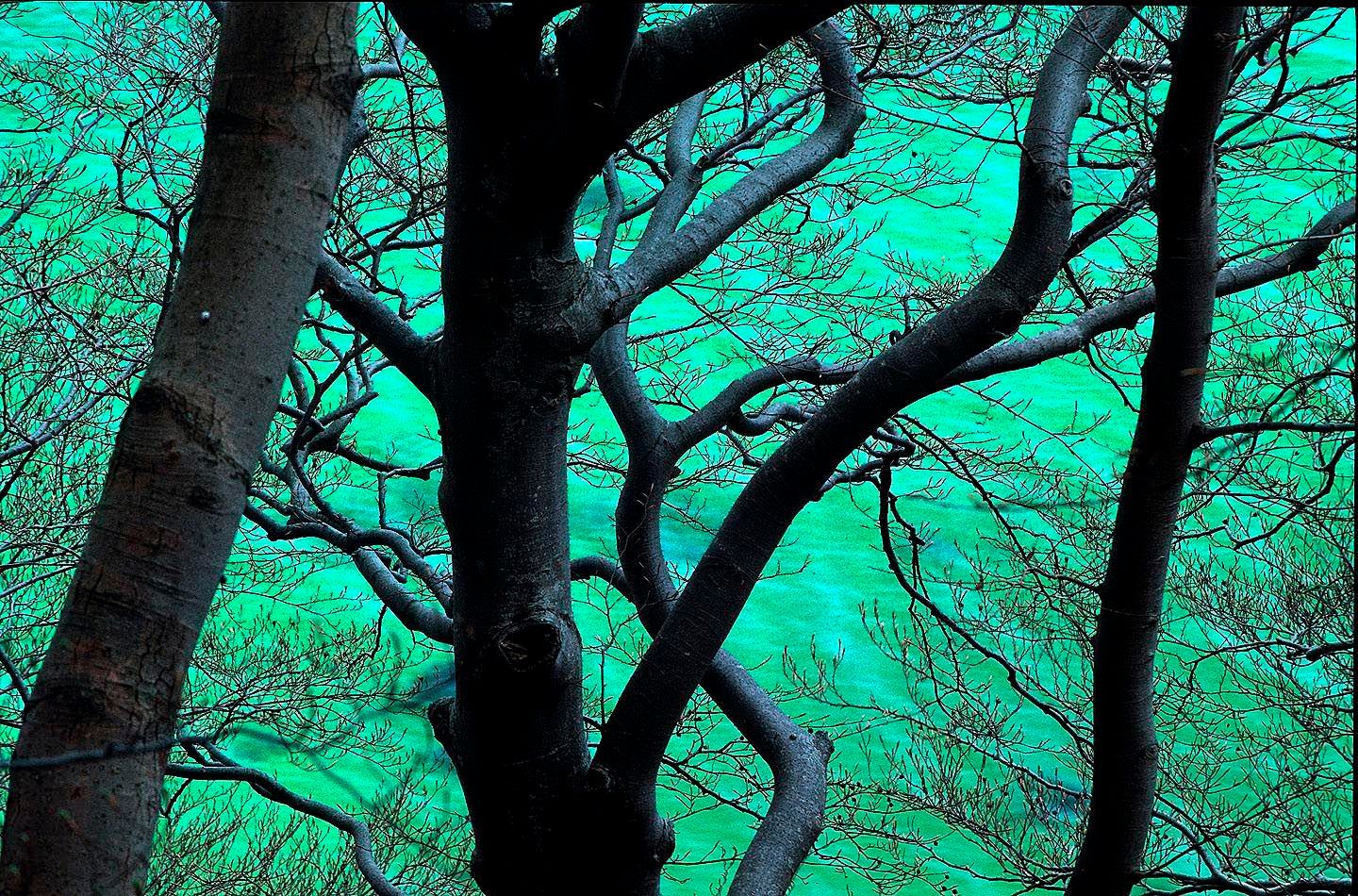 1r25_beeches_and_green_water