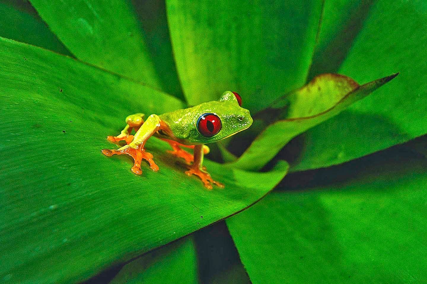 1r23_15__treefrogplant