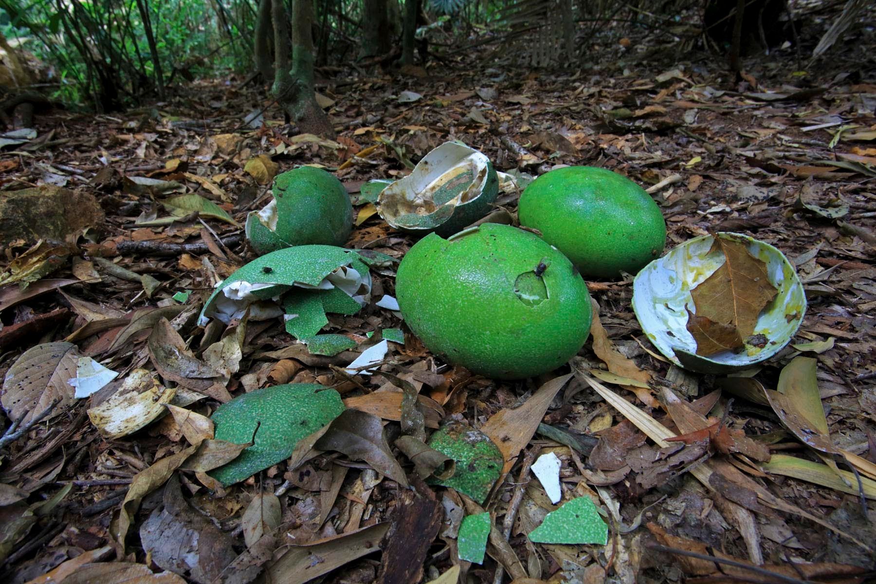 1mm7817_120904_26409