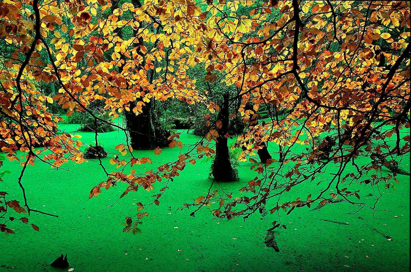 1r23_yellow_leaves_at_swamp