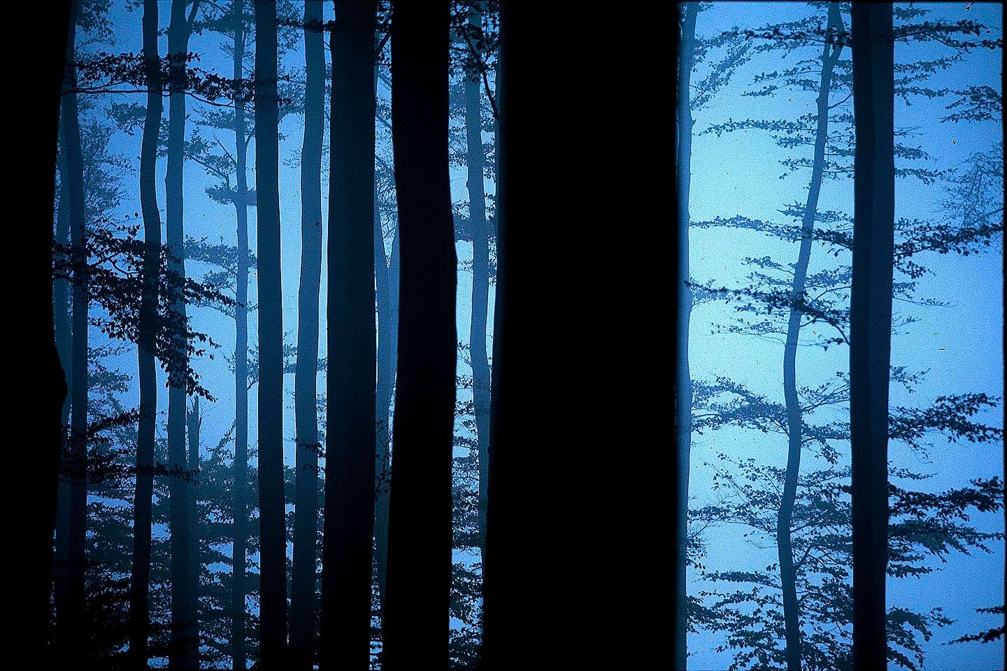 1r11_coastal_mist_in_beeches