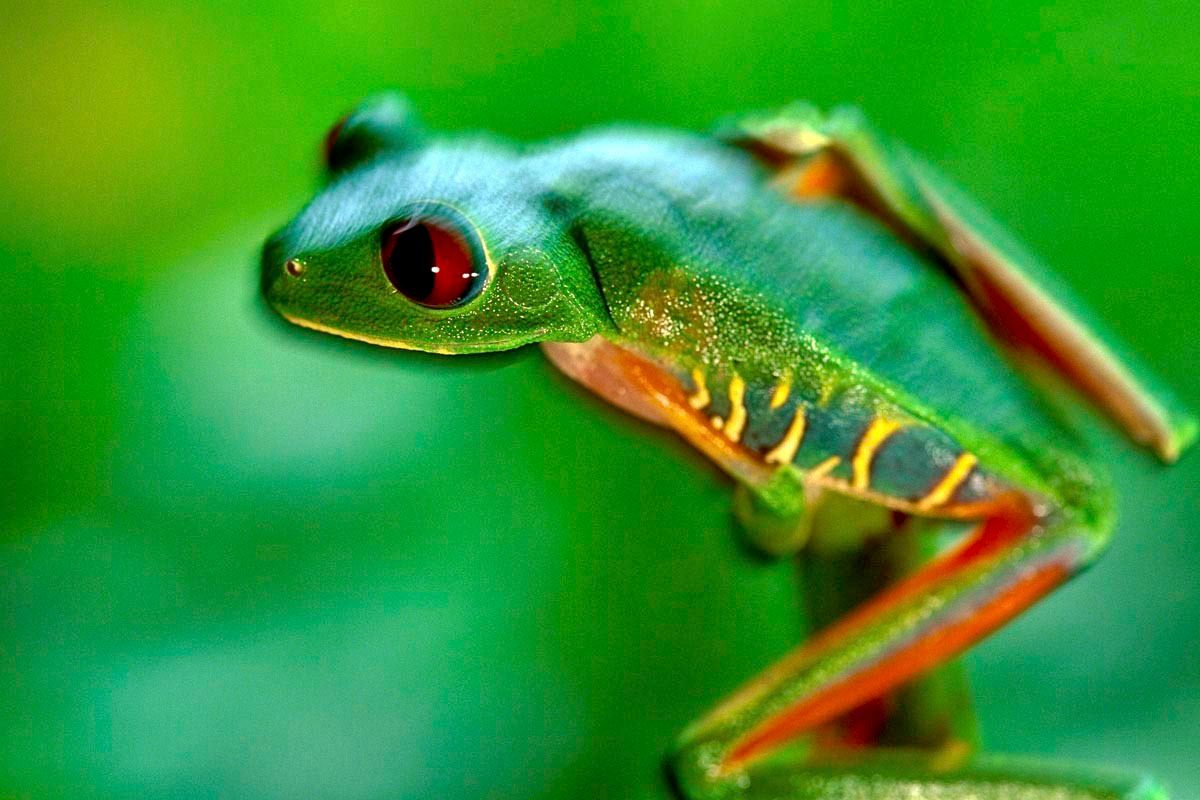 1r22_3__treefrog2
