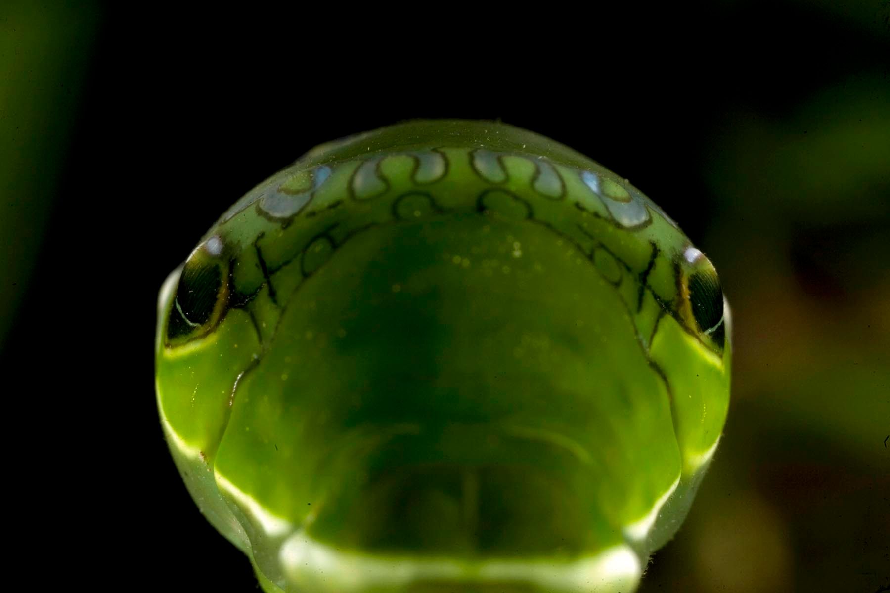 1r28_ziegler_christian28