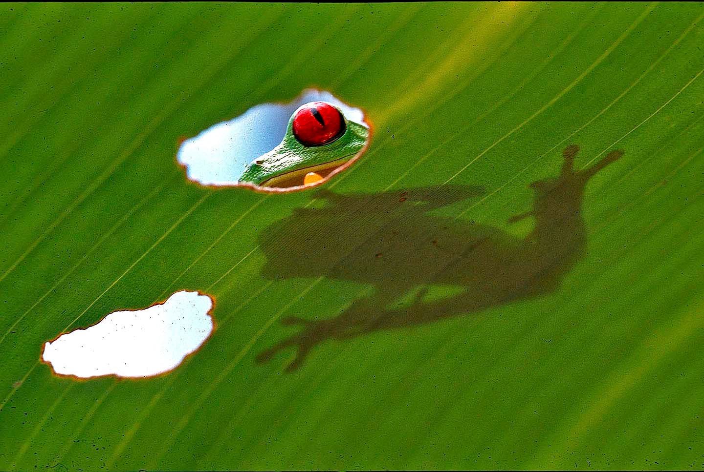 1r30_frog_looks_though_leaf