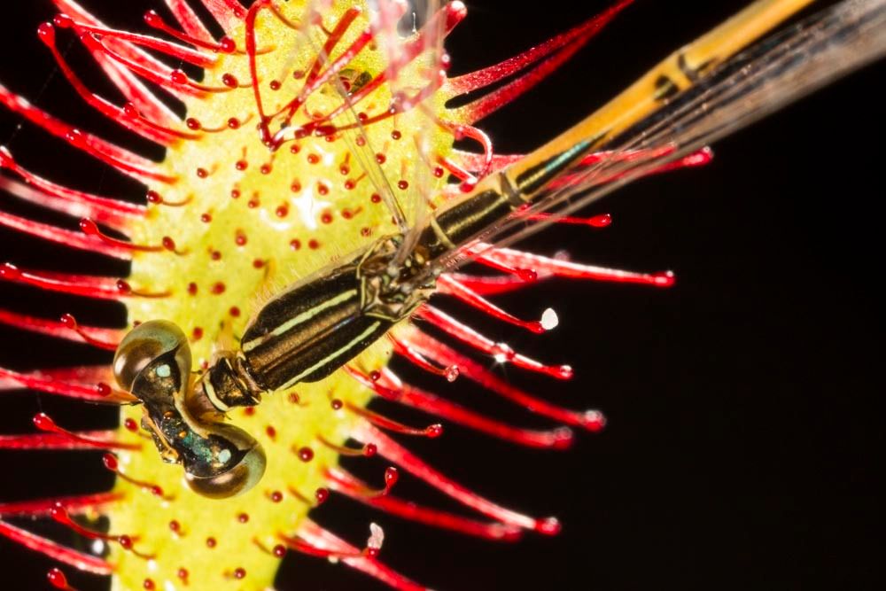 1r26_19_ncm13011_130606_3616