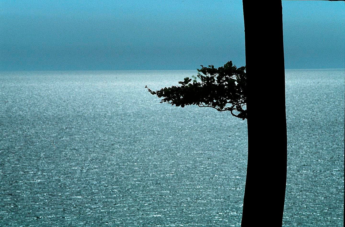 1r22_siluette_beech_trunk