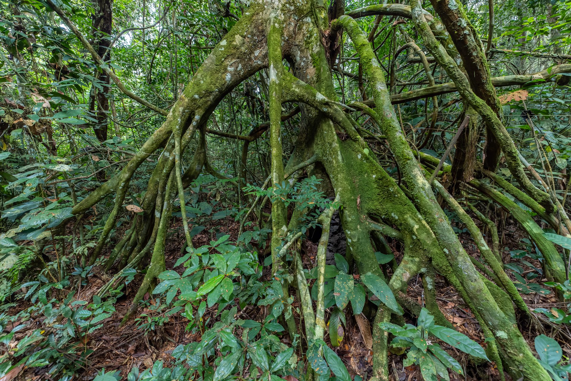 0B6A9315 2-CR3_DxO_DeepPRIME-2.jpg