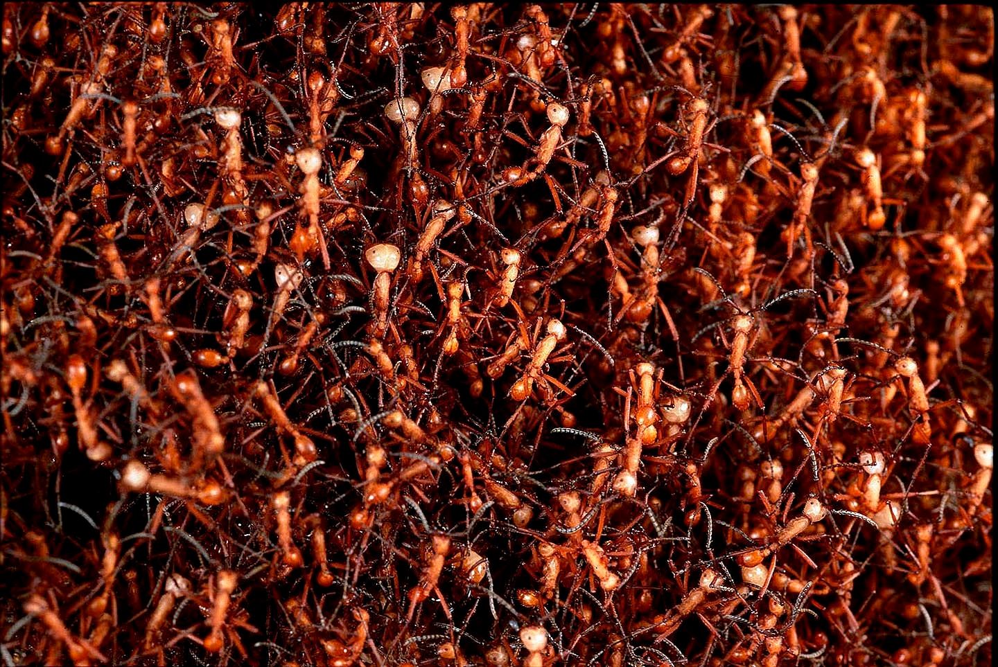 107_hamatum_biv_wall_smal