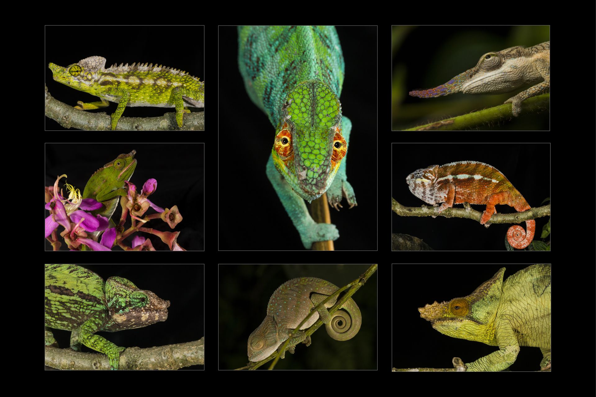 03_chameleons portraitgrid 2_.jpg