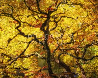 Tranquility Tree • Portland, Oregon