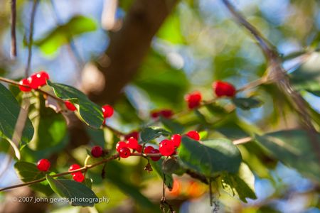 Berries 1 • Vandolah Acres Preserve • Fort Wayne, Indiana