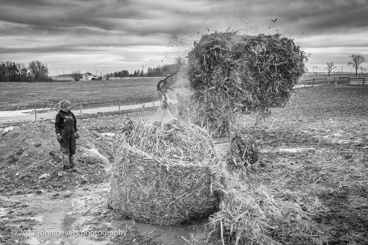 Cathy watches as Dom breaks up a corn stalk bale for the cattle to use as bedding.